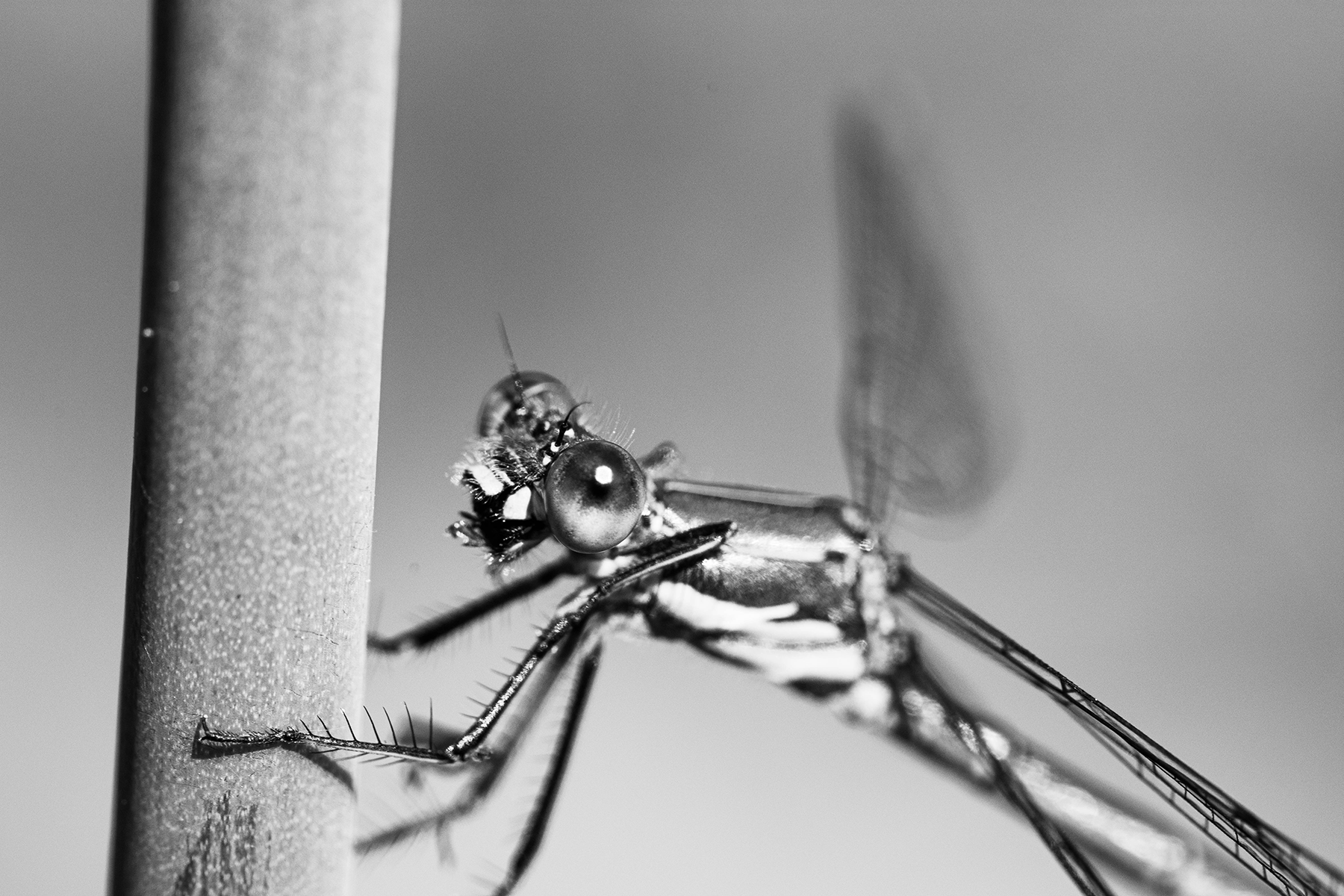 Macro photography - insect